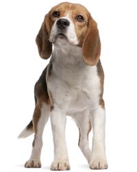 Beagle