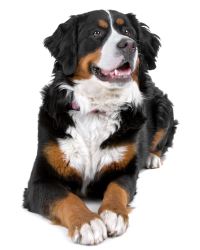 Berner Sennenhond