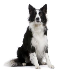 Border Collie