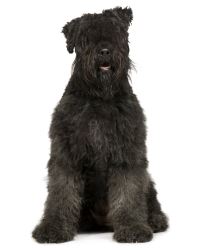 Bouvier des Flandres