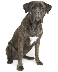 Cane Corso