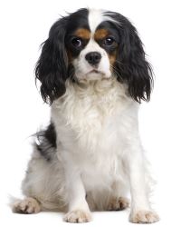 Cavalier King Charles Spaniel