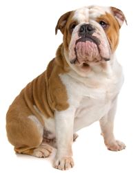 Engelse Bulldog