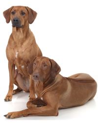 Rhodesian Ridgeback