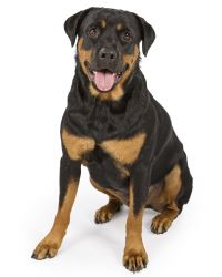 Rottweiler