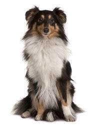 Shetland Sheepdog